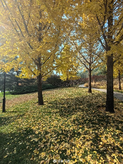今日北京天气，秋意浓，风起时