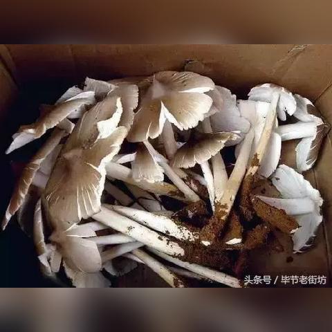 贵州5月份是雨季吗？一文带你了解贵州的雨季特征与旅行贴士