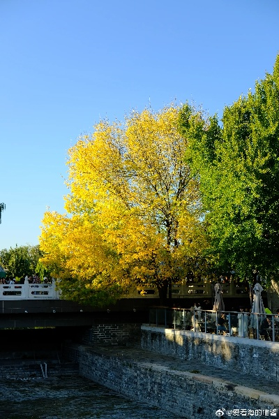 北京秋意浓，终于盼来这一场金黄