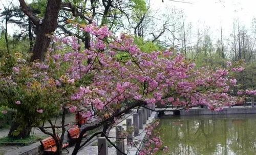 2025年4月昆明天气，春风不燥，阳光正好