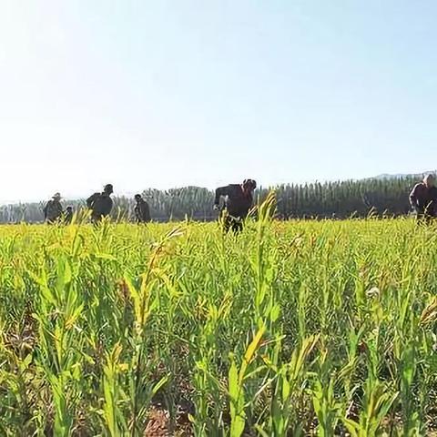 阜南天气预报15天，掌握未来半月天气，从容应对生活出行