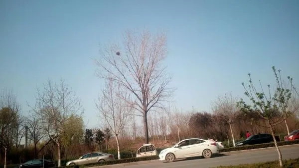 长垣县春日天气提醒，冷暖交替频，出行需留意